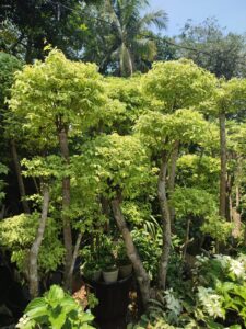 WhatsApp Image 2025-10-24 at 2.26.50 PM (1)